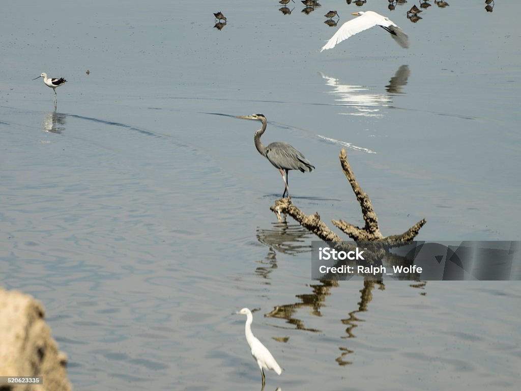 Three large shore Birds Two egrets one flying shareing the shallow water on the Southern Shore of the salton,with a Blue Herron. Bird Stock Photo