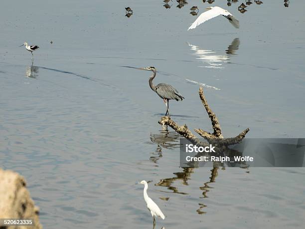 Three Large Shore Birds Stock Photo - Download Image Now - Bird, California, Great Egret