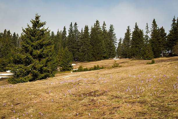 istock Beautiful crocus flowers in Beskidy mountains 520623512