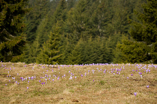 Beautiful crocus flowers in Beskidy mountains Beautiful crocus flowers during spring in polish Beskid mountains, Rysianka. beskid mountains photos stock pictures, royalty-free photos & images