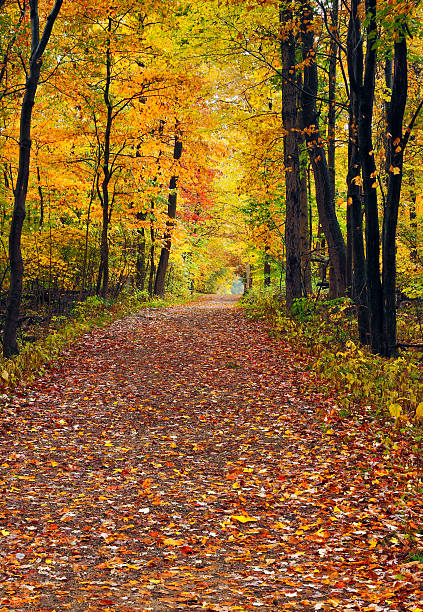 Walk in the Autumn Wood stock photo