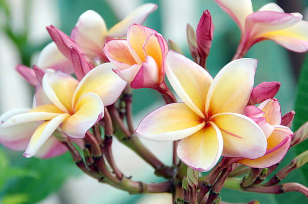 istock Frangipani Tropical Spa Flower, Pink Plumeria 520624873