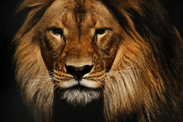 istock Lion male closeup 520636723