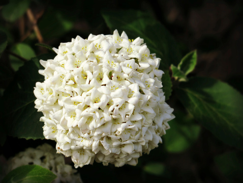 White snowball flower close up.