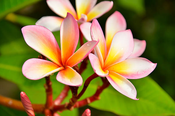 istock Plumeria. Beautiful pink inflorescence 520637121