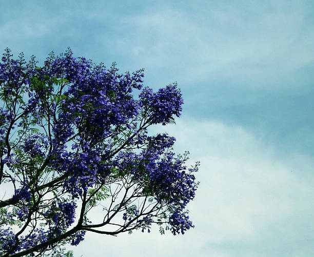 árvore de floricultura - vibrant color rural scene outdoors tree imagens e fotografias de stock