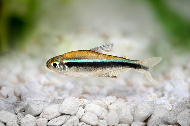 Black Neon Tetra Hyphessobrycon herbertaxelrodi aquarium fish Black Neon Tetra Hyphessobrycon herbertaxelrodi aquarium fish barbel stock pictures, royalty-free photos & images