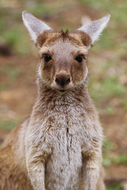 istock The western grey kangaroo baby (Macropus fuliginosus) 520639745