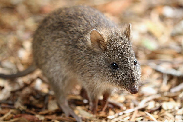 long nosed potoroo (potorous tridactylus) - potoroo zdjęcia i obrazy z banku zdjęć