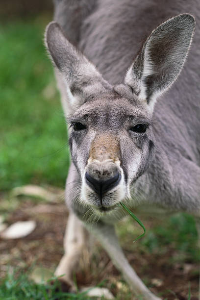 istock The red kangaroo female (Macropus rufus) 520639775