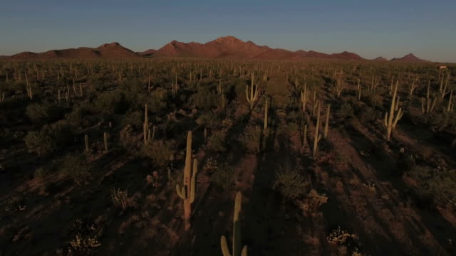 Sonoran desert aerial footage