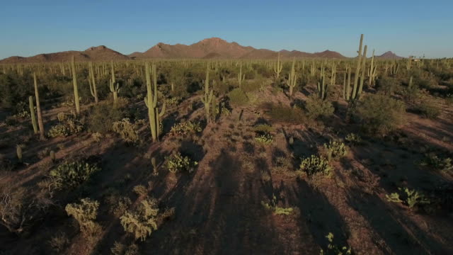 Sonoran desert aerial footage