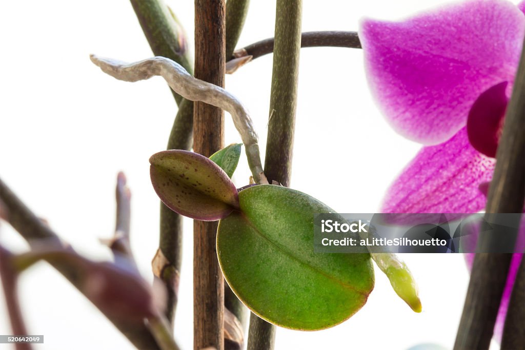 Rare orchid keiki or offshoot growing on a stem Orchid Stock Photo