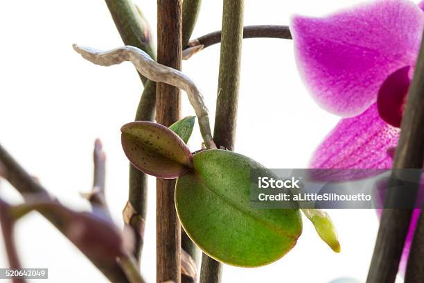 Rare Orchid Keiki Or Offshoot Growing On A Stem Stock Photo - Download Image Now - Orchid, Seedling, Conjugation - Biological Process