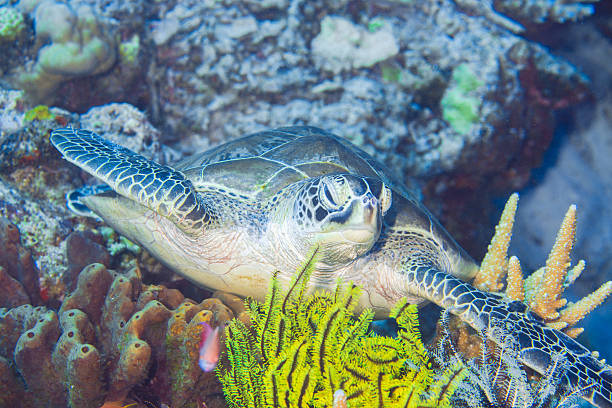 tortue aquatique - beach coral close up water photos et images de collection