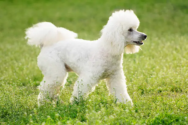 White poodle dog on green grass  field in spring or summer