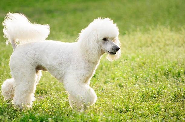 istock White poodle dog on green grass  field 520646206
