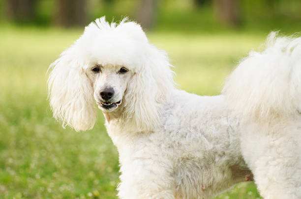 istock White poodle dog on green grass  field 520646252