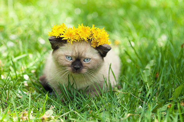 istock Little kitten on the dandelion lawn 520646348