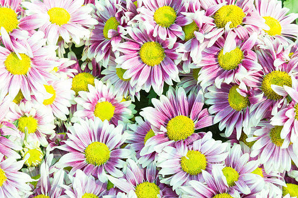 istock Purple flowers in full bloom 520646496
