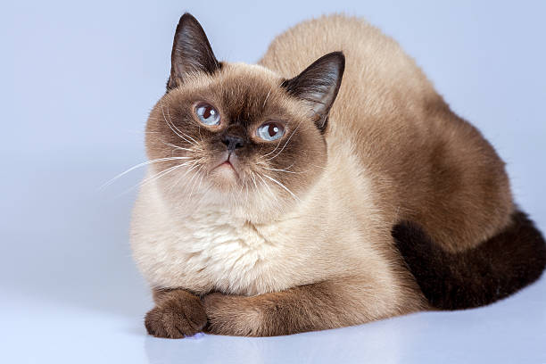 istock Studio portrait of siamese cat 520646770