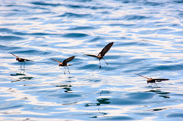 Storm Petrels and their reflections in the sea stock photo