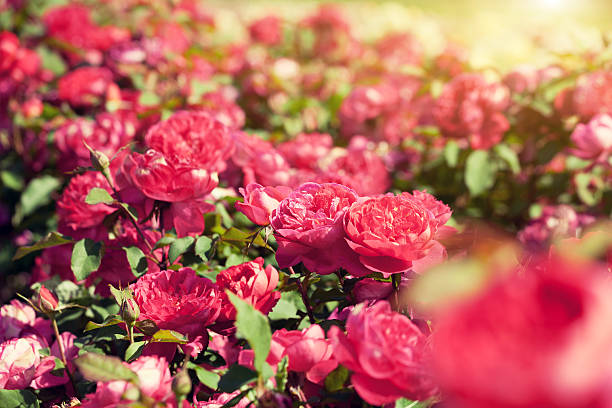 istock Vintage red rose plantation 520647156
