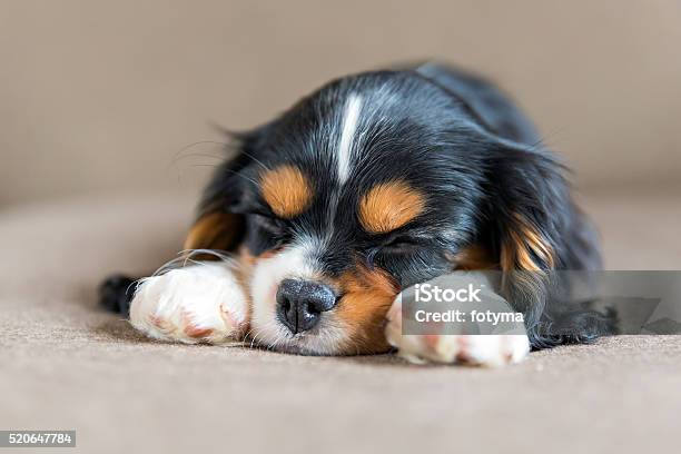 Cavalier Spaniel Puppy Stock Photo - Download Image Now - Animal, Animal Body Part, Animal Hair