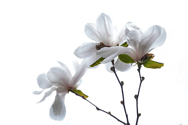 istock White magnolia flowers on a white background 520648546