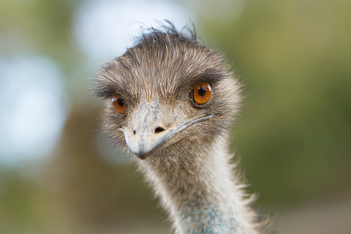 Close up of a young emu. Australia.