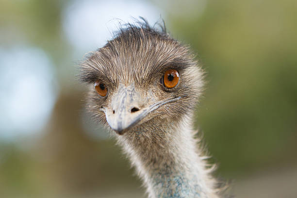 Emu Head stock photo