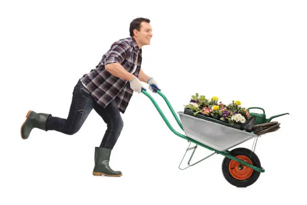 Young joyful gardener pushing a wheelbarrow full of flowers and running isolated on white background