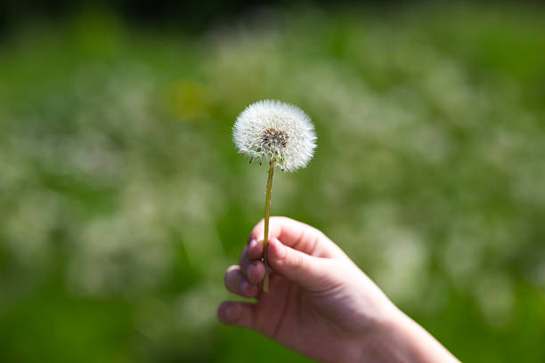 istock The dandelions blowballs. 520650042