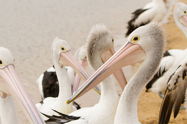 istock Group of Pelicans 520650258