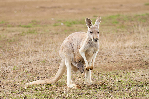 istock Kangaroo and Joey 520650866