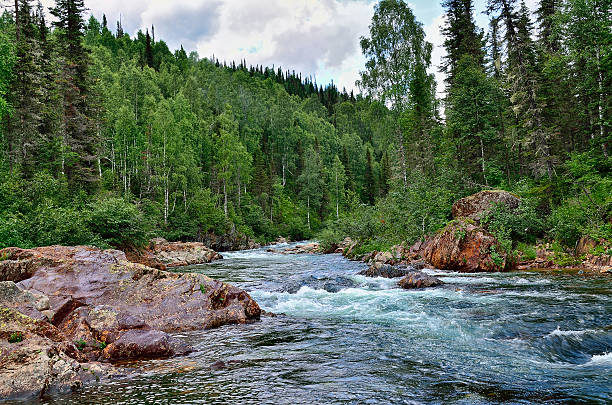 Summer landscape. Fast flowing mountain river among dense forests and huge stones