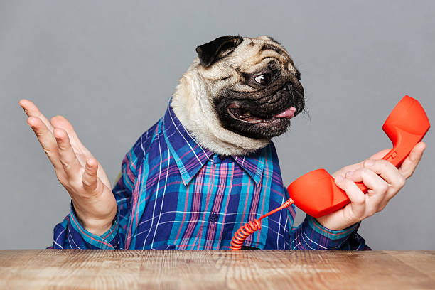 pug shirt guy