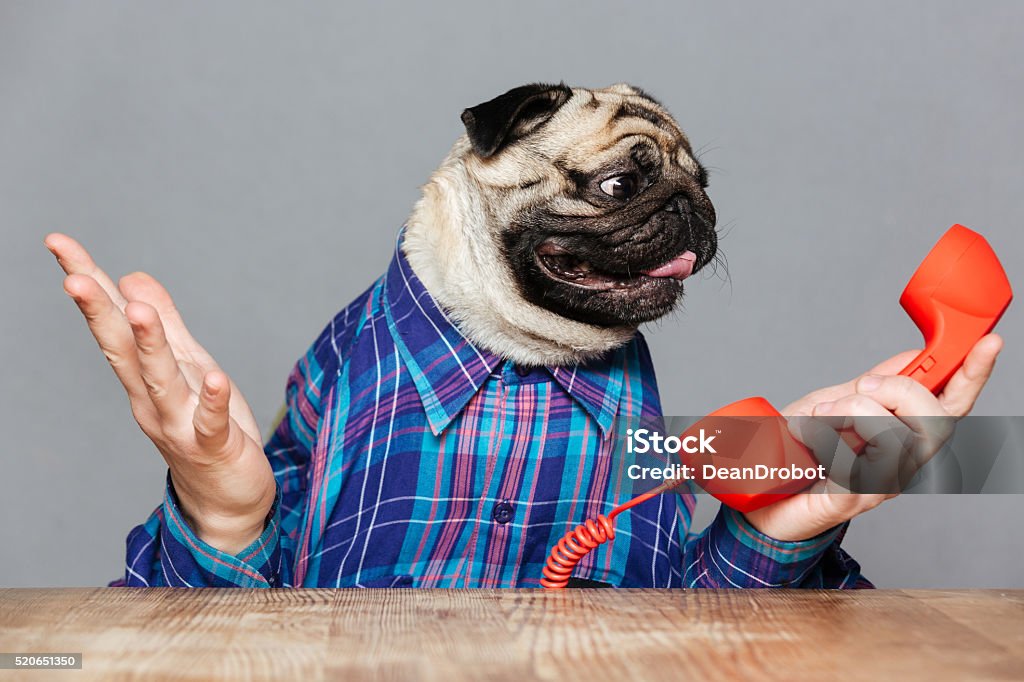 Confused pug dog with man hands holding red phone receiver Confused pug dog with man hands in checkered shirt holding red phone receiver over grey background Confusion Stock Photo