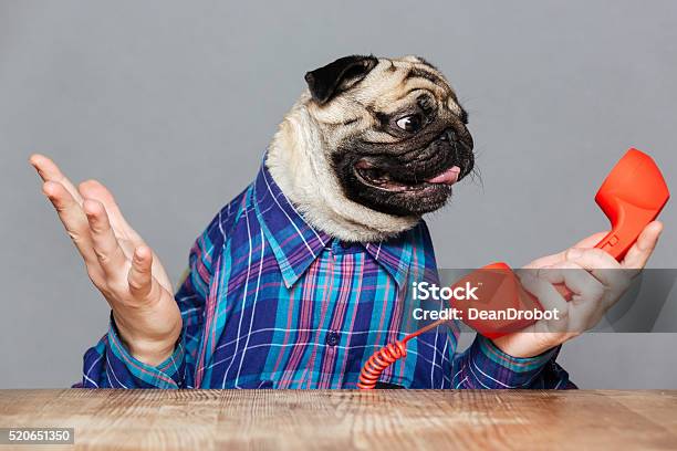 Confused Pug Dog With Man Hands Holding Red Phone Receiver Stock Photo - Download Image Now