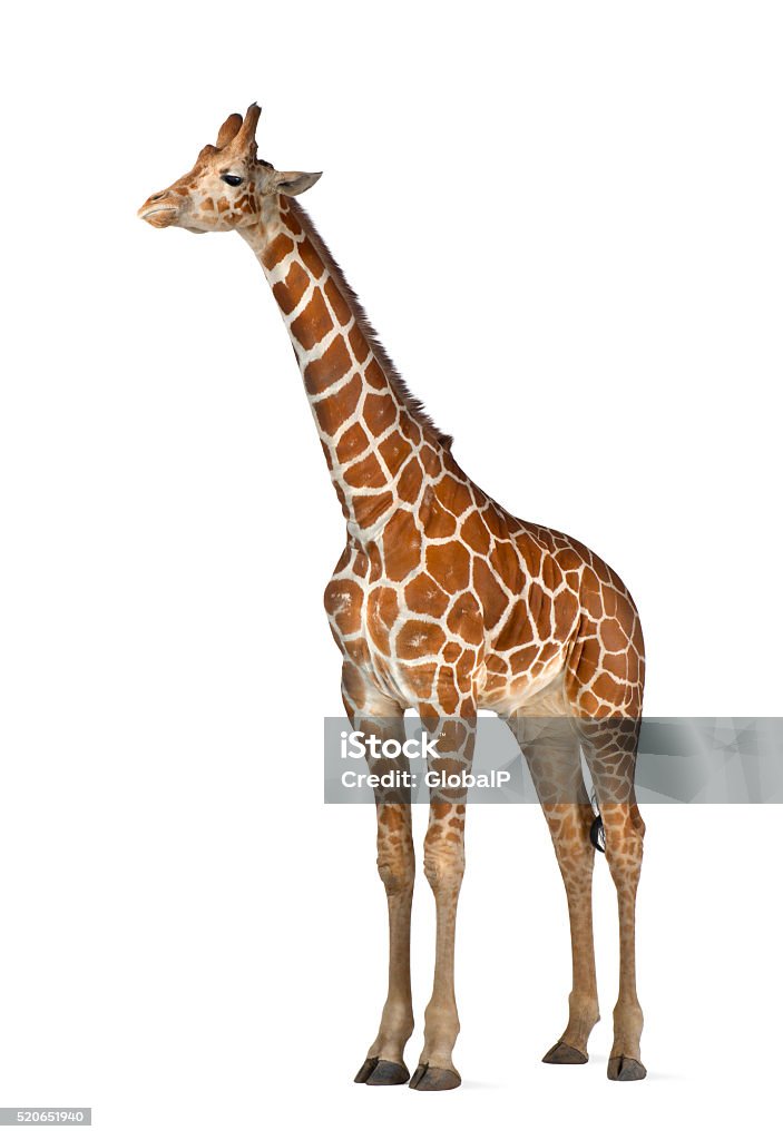 Somali Giraffe, commonly known as Reticulated Giraffe, Giraffa camelopardalis reticulata Somali Giraffe, commonly known as Reticulated Giraffe, Giraffa camelopardalis reticulata, 2 and a half years old standing against white background Giraffe Stock Photo