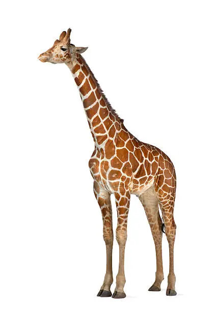 Somali Giraffe, commonly known as Reticulated Giraffe, Giraffa camelopardalis reticulata, 2 and a half years old standing against white background