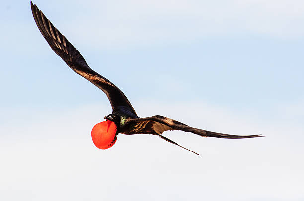 istock male Frigate bird flying 520652436