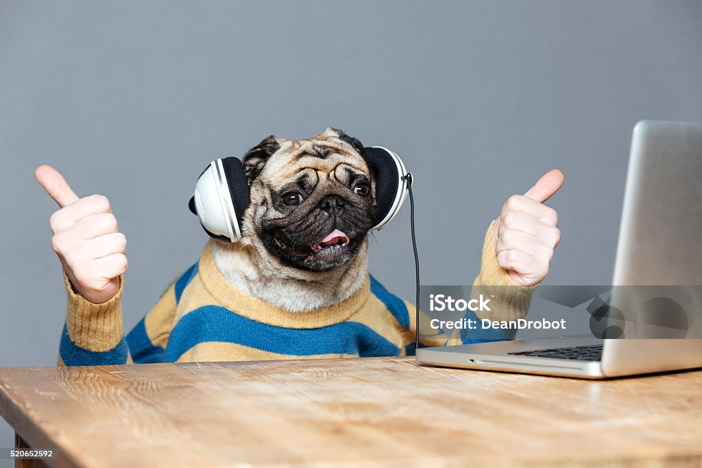 Pug Dog With Man Hands In Headphones Showing Thumbs Up Stock Photo - Download Image Now - iStock Pug Dog With Man Hands In Headphones Showing Thumbs Up Stock Photo - Download Image Now - iStock