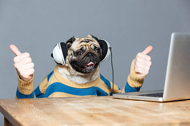 Pug dog with man hands in headphones showing thumbs up Funny pug dog with man hands in striped sweater in headphones with laptop showing thumbs up over grey background pug photos stock pictures, royalty-free photos & images