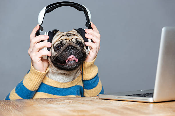 istock Happy man with pug dog head in headphones using laptop 520652716