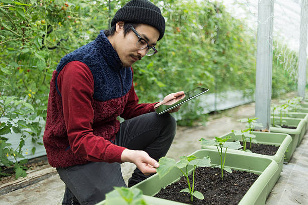 istock Young farmer working with Digital tablet in a greenhouse 520652796