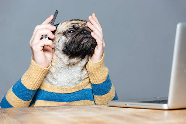 istock Pensive desperate pug dog with man hands using smartphone 520652814