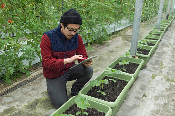 istock Young farmer working with Digital tablet in a greenhouse 520652870