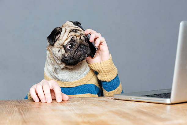 istock Amazed man with pug dog head talking on mobile phone 520652906