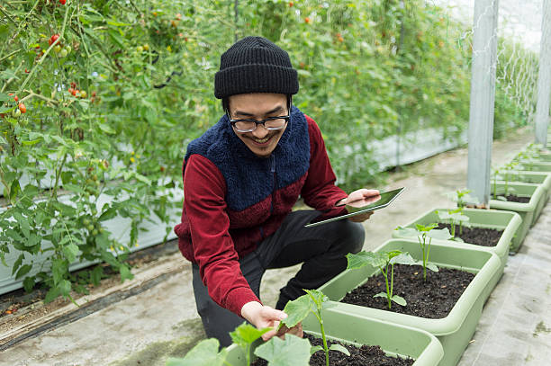 istock Young farmer working with Digital tablet in a greenhouse 520652960